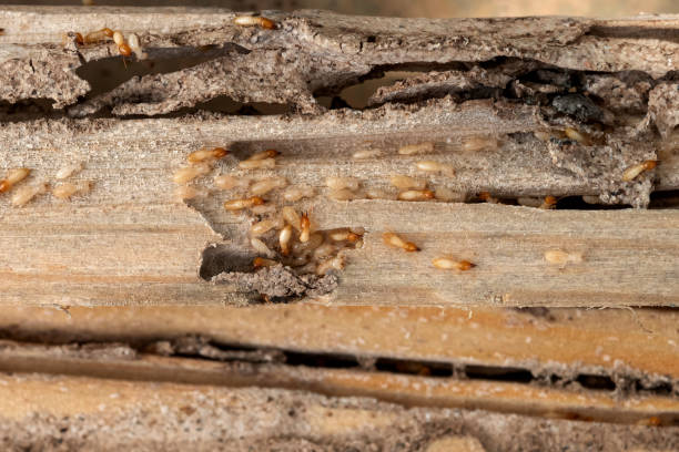 Best Cockroach Control Services  in Tichigan, WI
